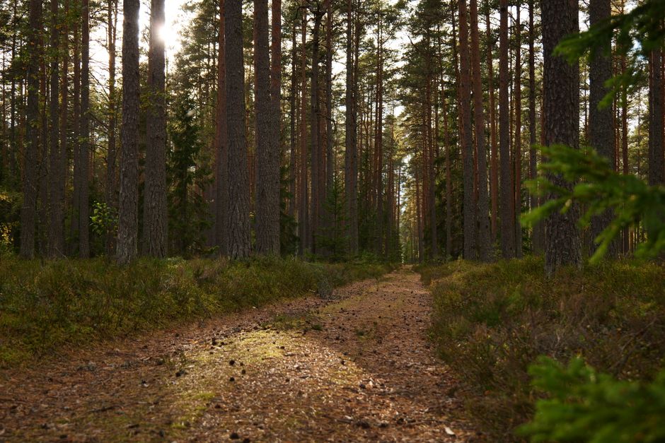 Loneliness As A Health Factor Without the Guesswork, One Step at a Time